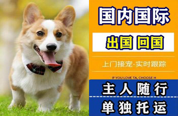 嘉定区宠物托运公司嘉定区宠物托运公司嘉定区宠物托运公司