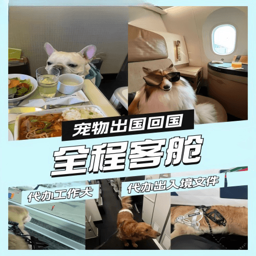嘉定区宠物托运到白俄罗斯宠物入境规定和要求